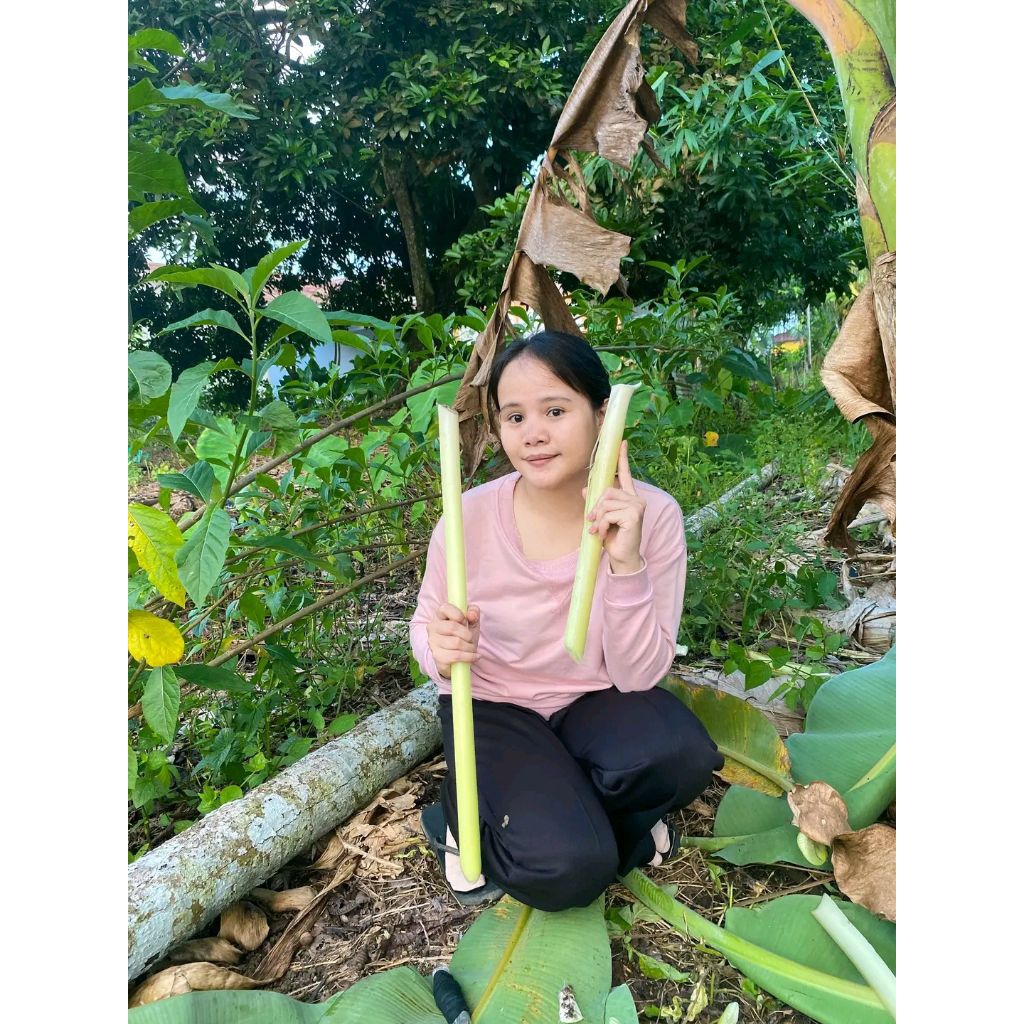 

PROMO PAKET 1KG UMBUT PISANG COCOK UNTUK MAKANAN ATAU OBAT