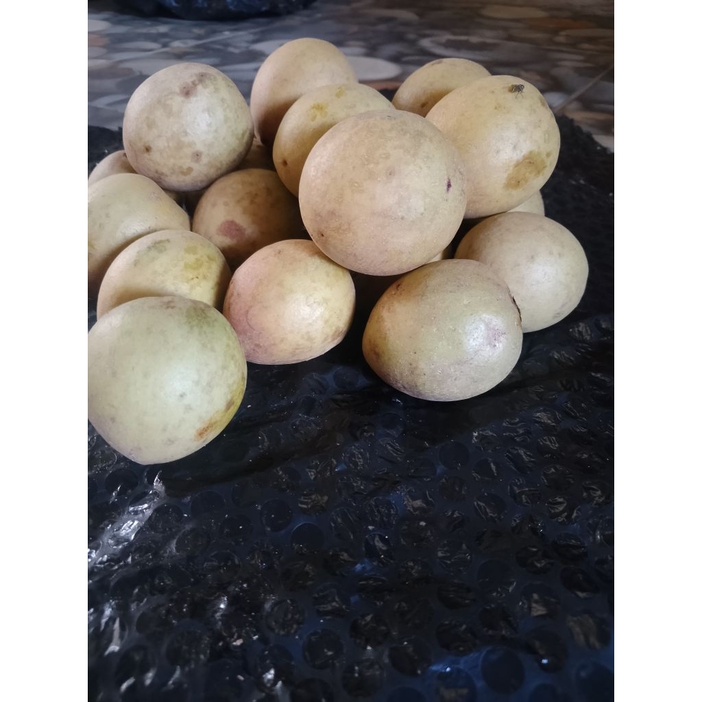 

Sawo Tunggilis pangandaran