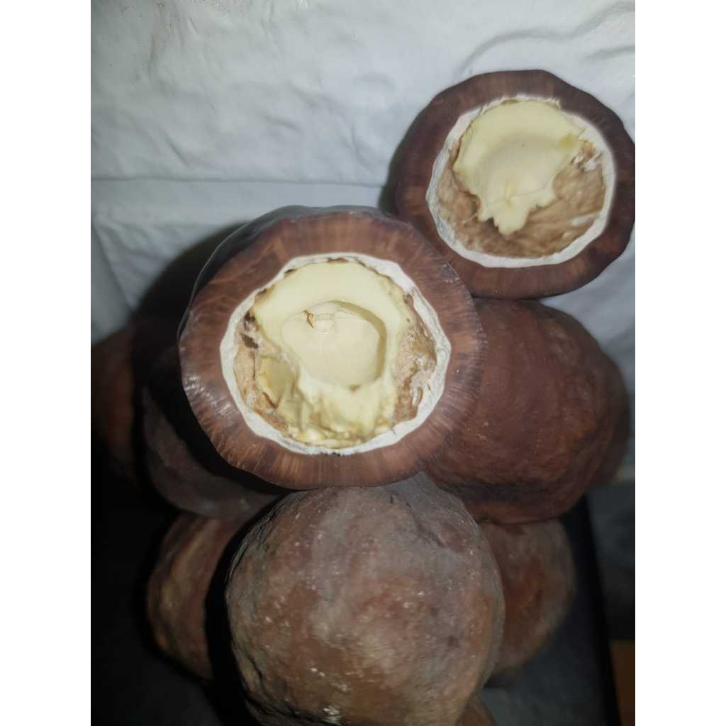 MUNCANG ADU MAYIT OZIL (ANAK)