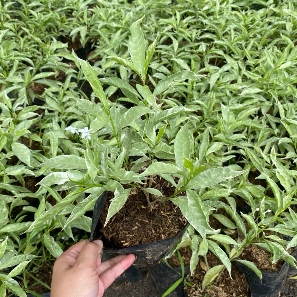 Tanaman Hias Outdoor Taman Rombusa