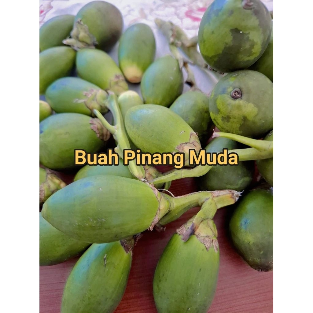 

[1kg] Pinang Muda Segar - Siap Olah & Kaya Manfaat