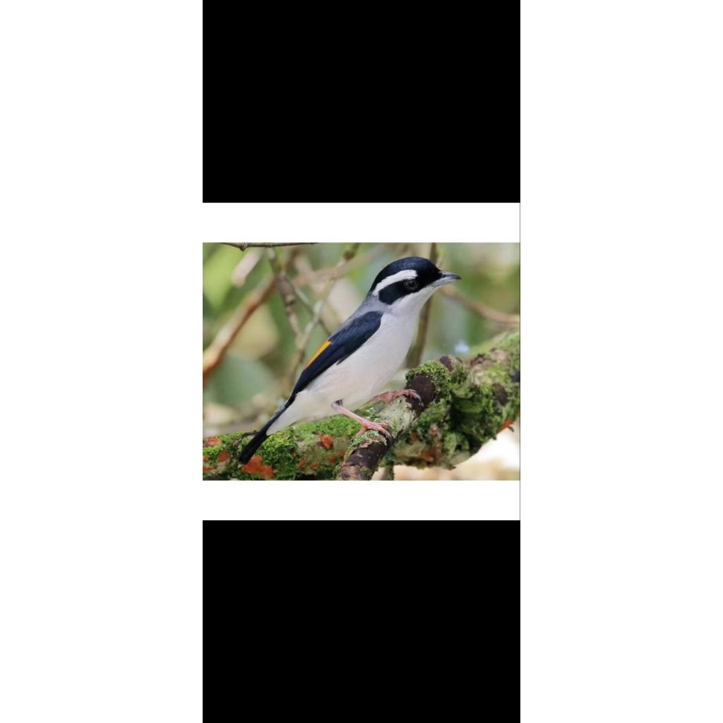 Pentet kembang cocok untuk aviary