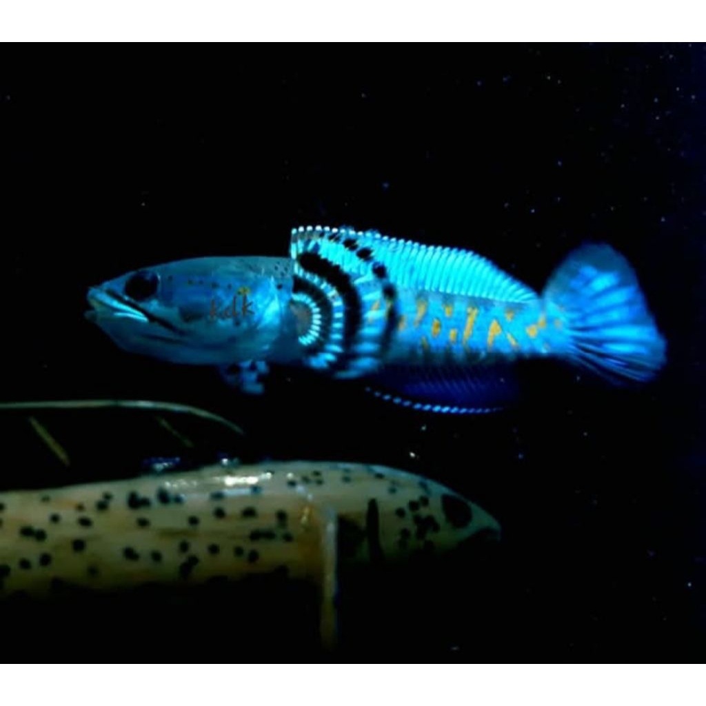 CHANNA PULCHRA - IKAN GABUS HIAS EKSKLUSIF, Warna Menawan, Karakter Unik, Cocok untuk Kolektor dan P