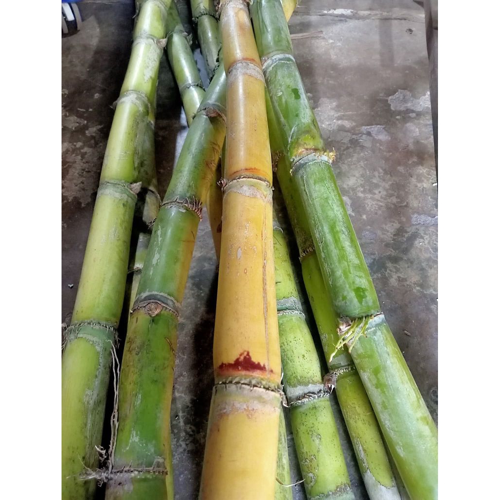 

Tebu hijau fress manis dan segar 1kg (baru ptong saat ada pesanan)