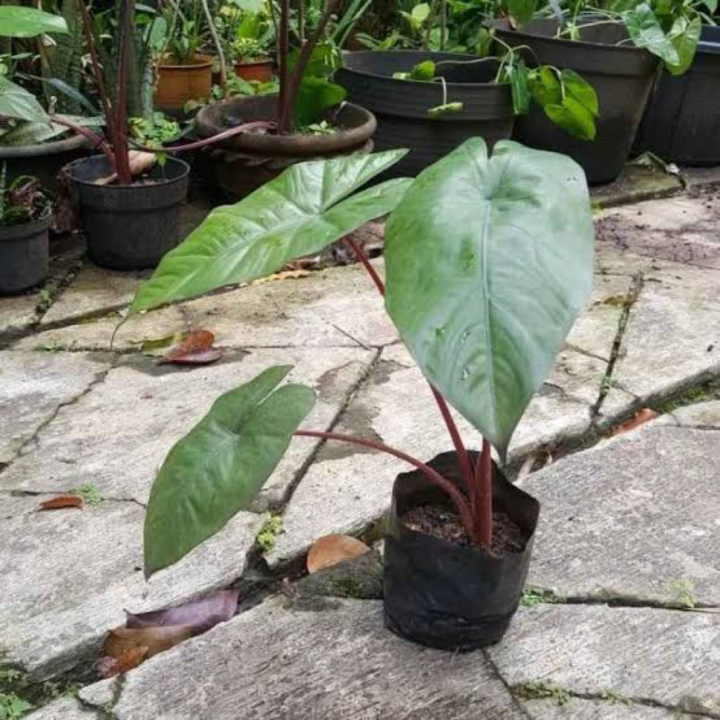 Bibit Talas Bogor Hitam Unggul