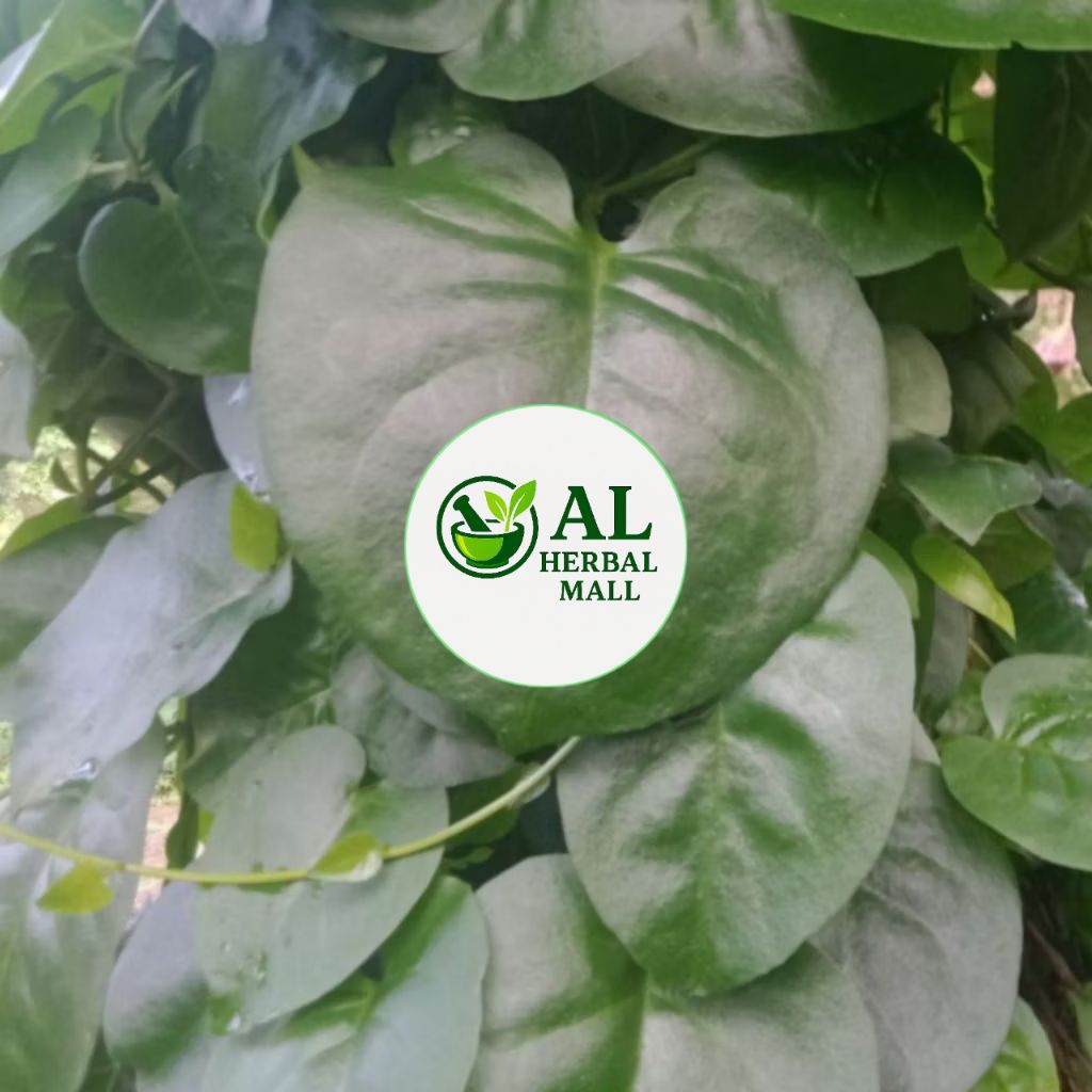 

Daun Binahong Hijau Segar Fres 500 Gram