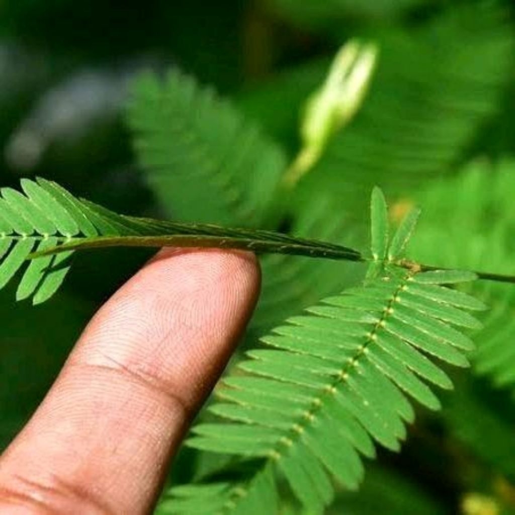 

daun herbal putri malu segar langsung petik ( Daun,Akar,Batang )