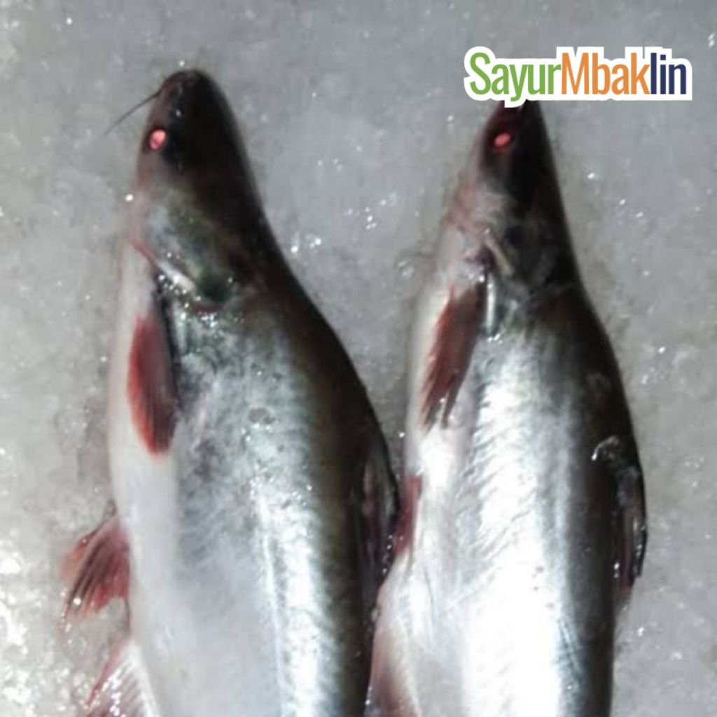 

Ikan Patin Segar 400-500g Sayurmbakiin