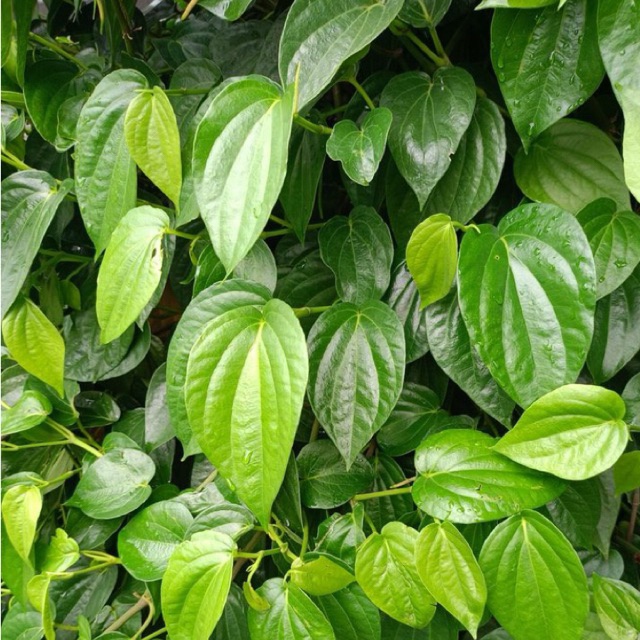 

BISA COD Daun Sirih segar Langsung di petik Dari kebun Alami Di petik ketika ada orderan masuk