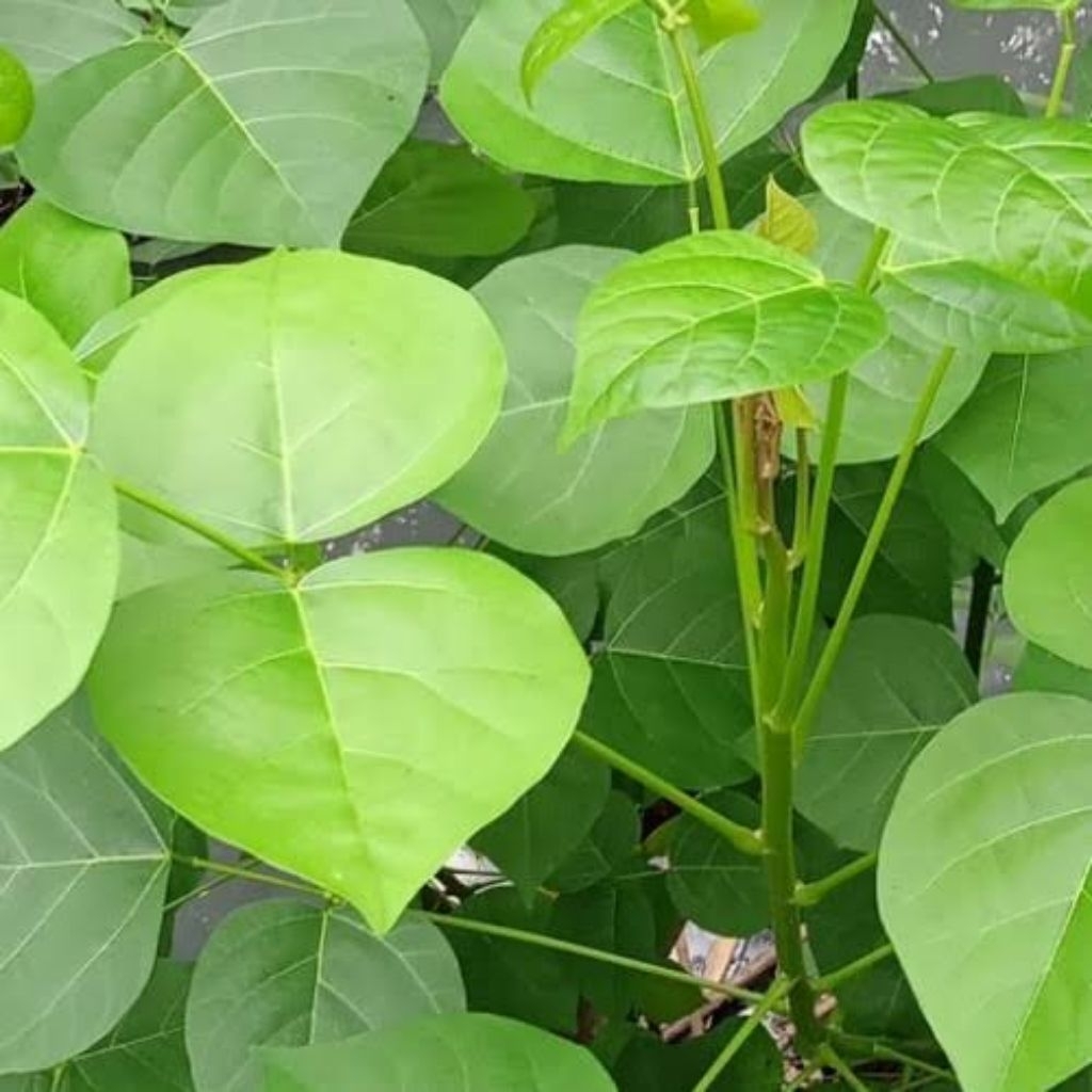 

daun dadap serep segar 25 lembar