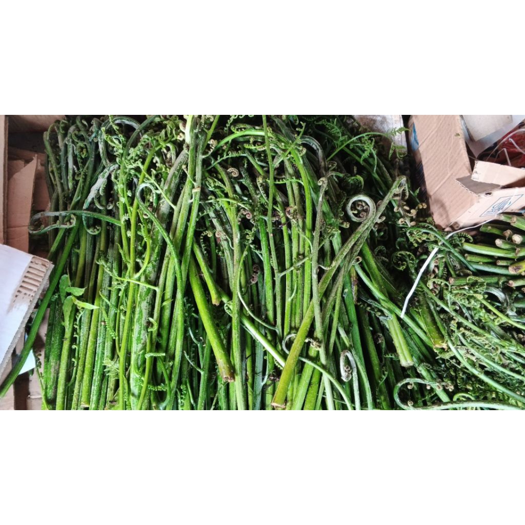 

Pakis Sayur Segar Pakis Khas Ciamis Lokal Ready 1 KG