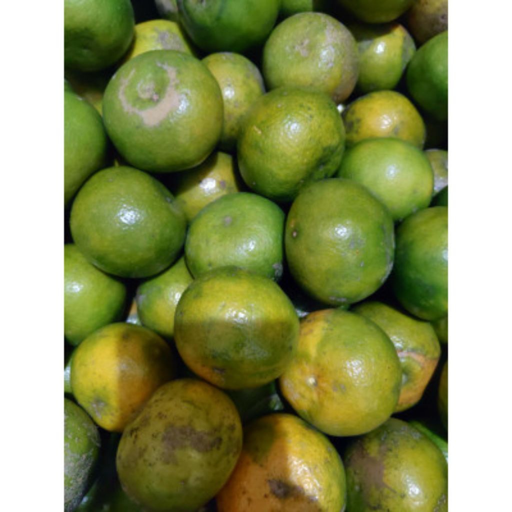 

Buah Jeruk Siam Madu 1kg