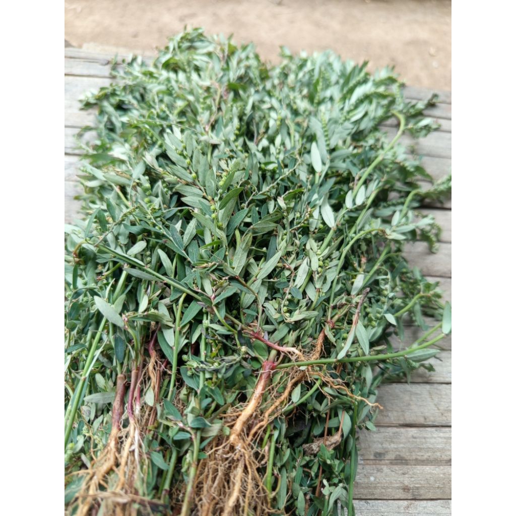 

Daun meniran segar _ 100gram