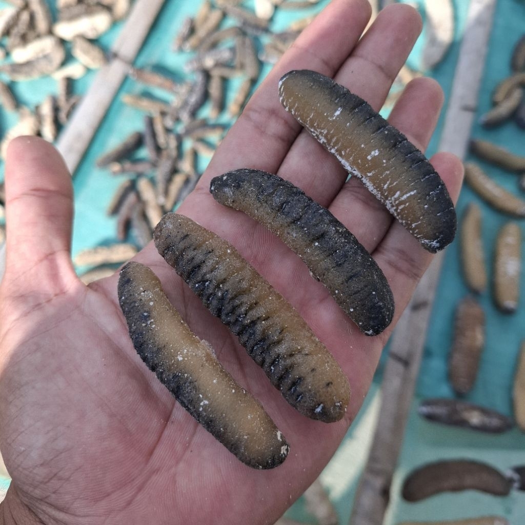 

Teripang gosok kering super haisom murah langsung dari nelayan di pulau