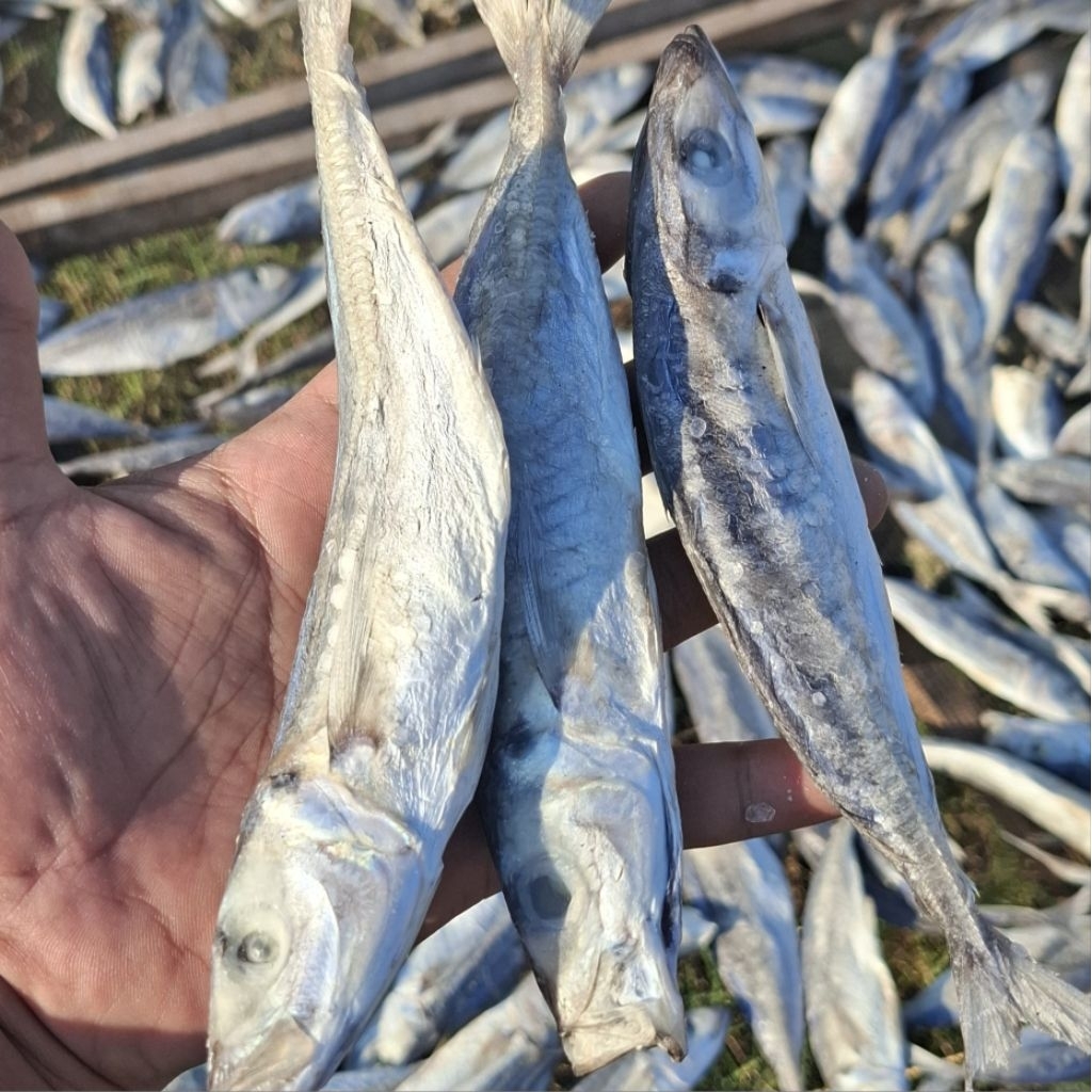 

Ikan Layang Asin Kering 500gram/1000gram Asli Pesisir Laut Sarang Rembang Gurih Tahan Lama