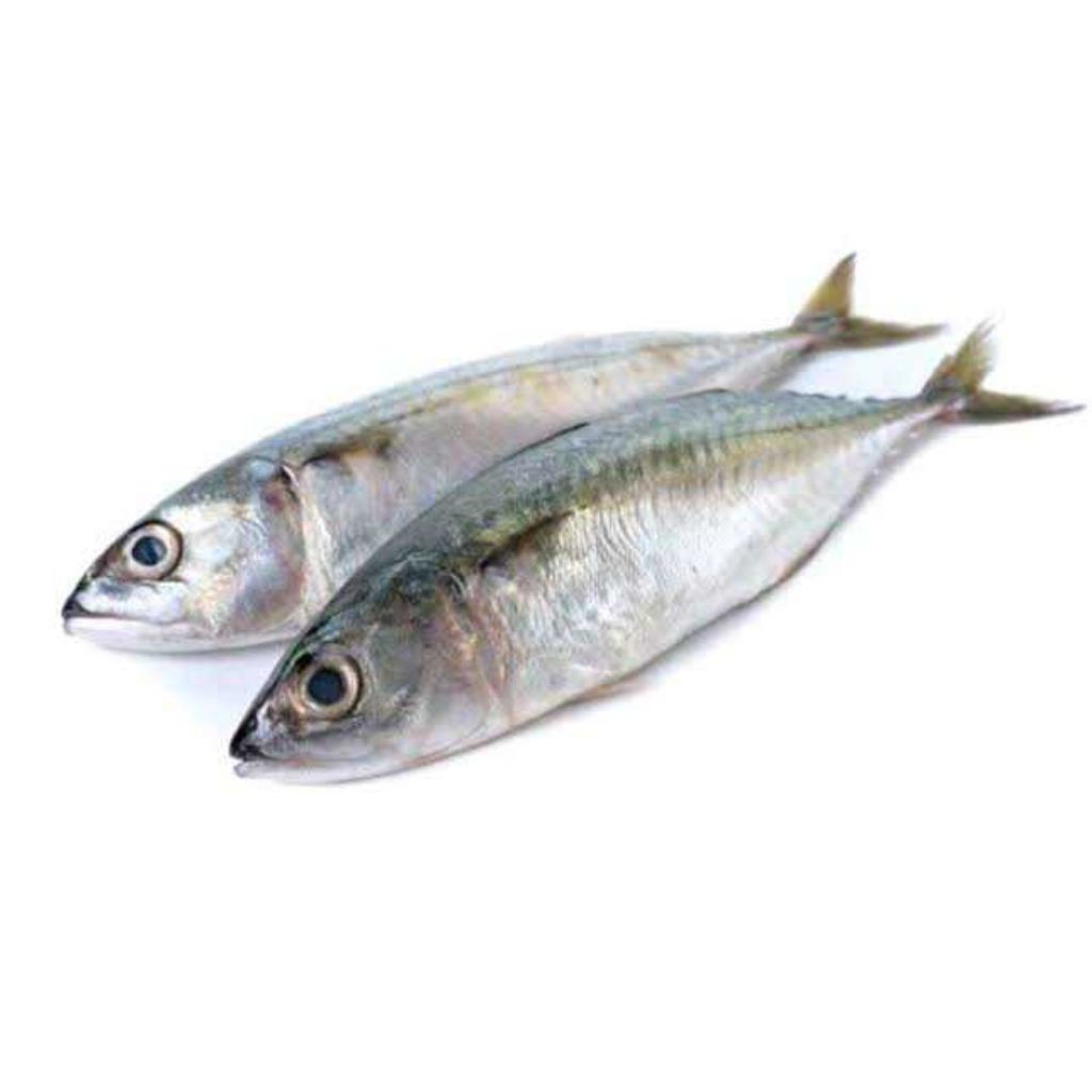 

Ikan Kembung Banjar Asli Premium Fresh 1 Kg