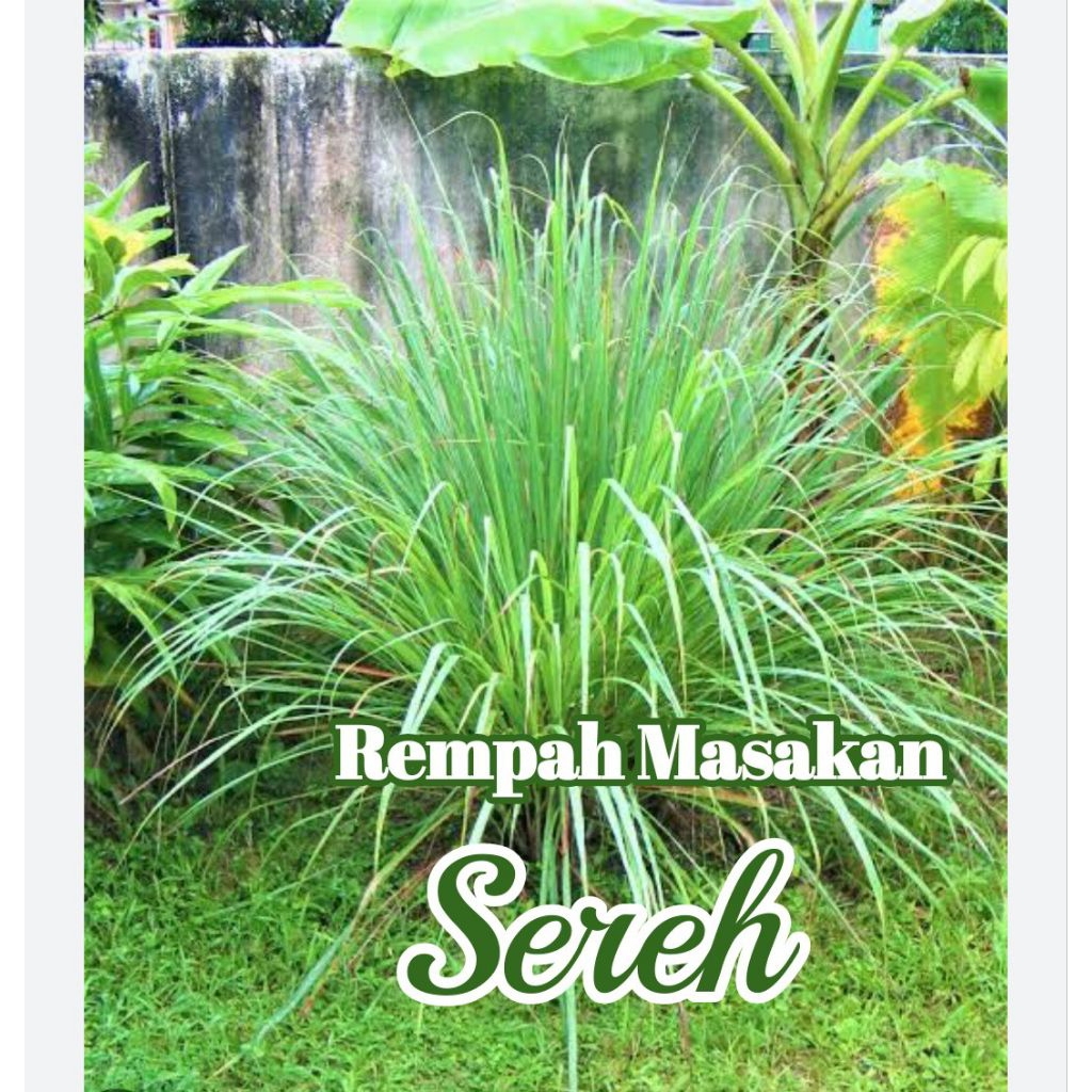 

Bibit SEREH | Rempah Bumbu Masakan Enak