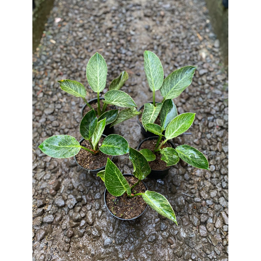 Philodendron birkin varigata