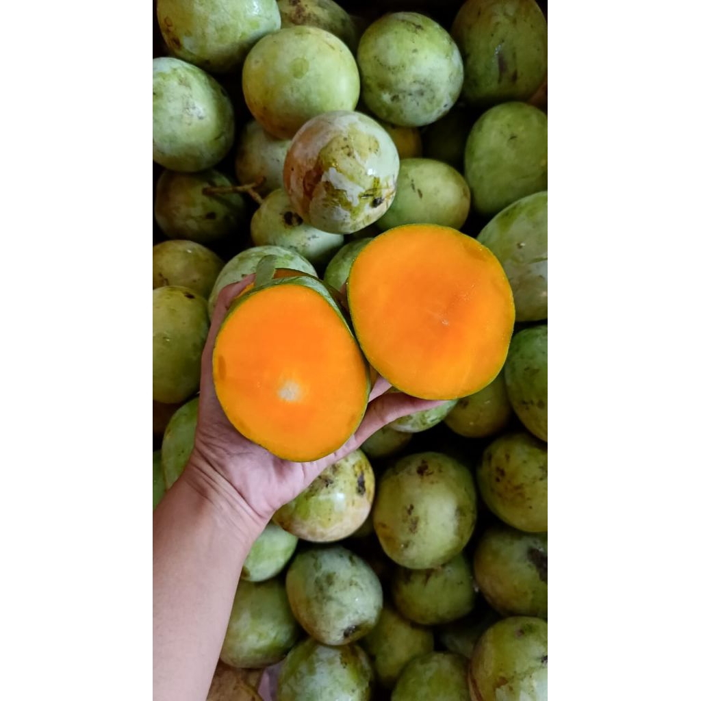 

mangga Jawa matang