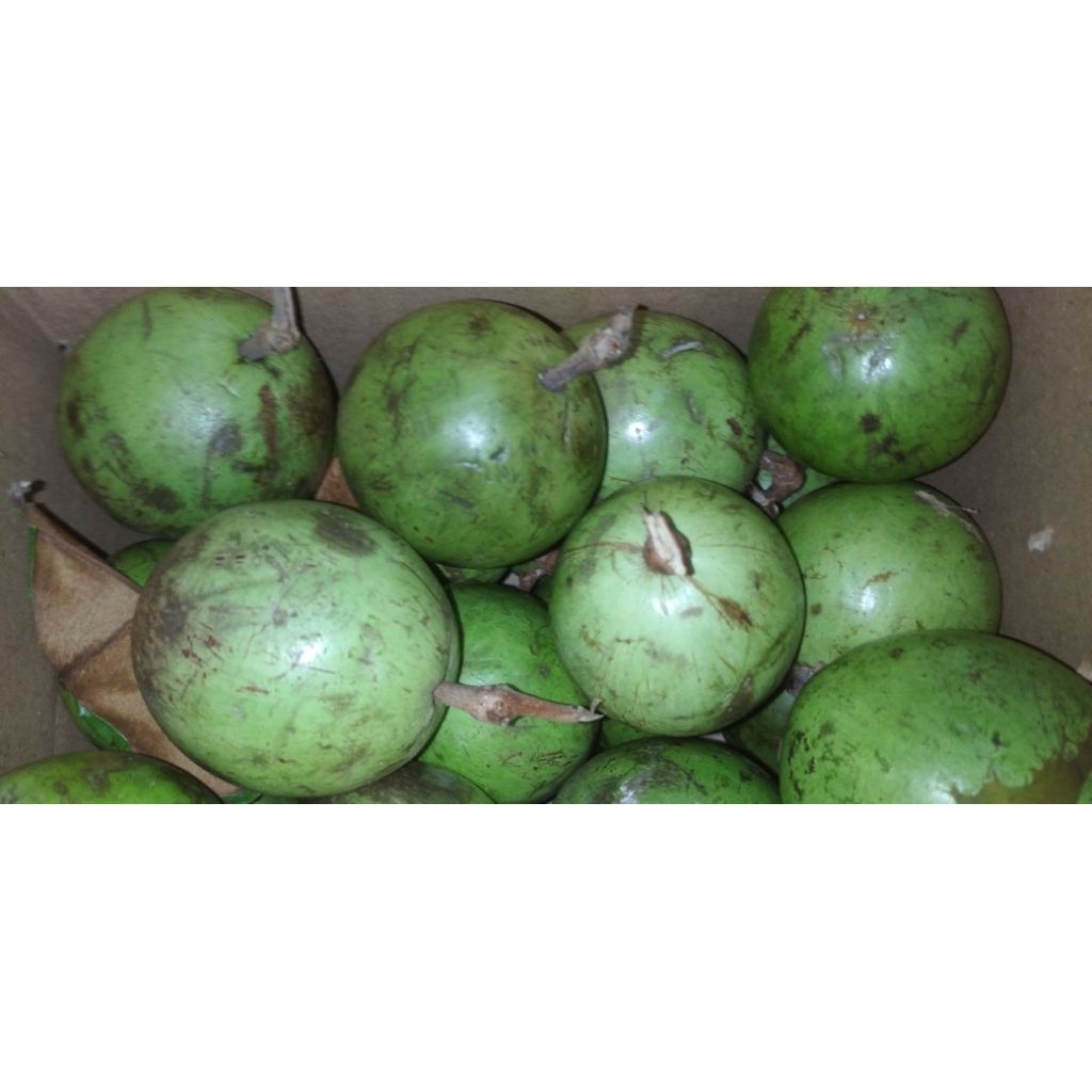 

Buah Genitu / Gemintu / Kenitu / Sawo Ijo matang