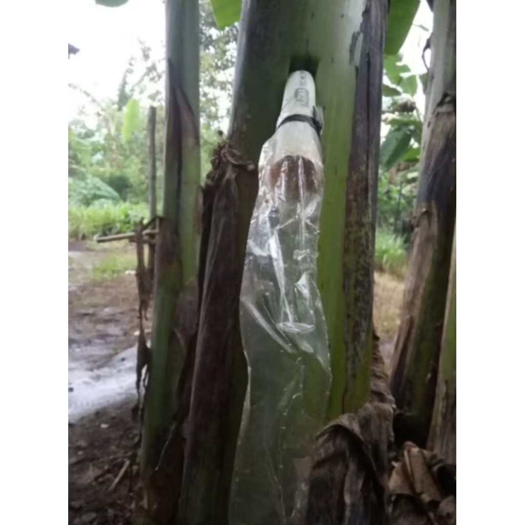 

Air sadapan pohon pisang asli tanpa campuran apapun 250 mili