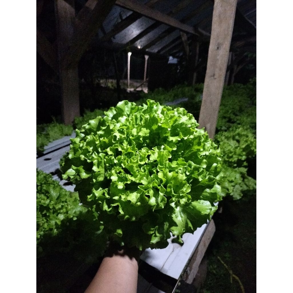 Baymarkeet Benih Selada Caipira F2/Bibit Selada Hidroponik/Bibit Selada Kriting