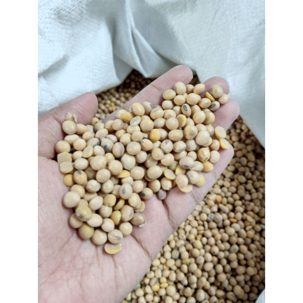 

Kedelai Super Cap Bola 1Kg