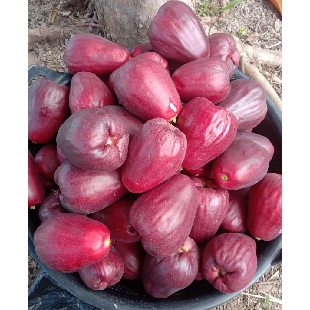 

Promo ‼️Jambu Jamaika segar / Jambu bol 1kg