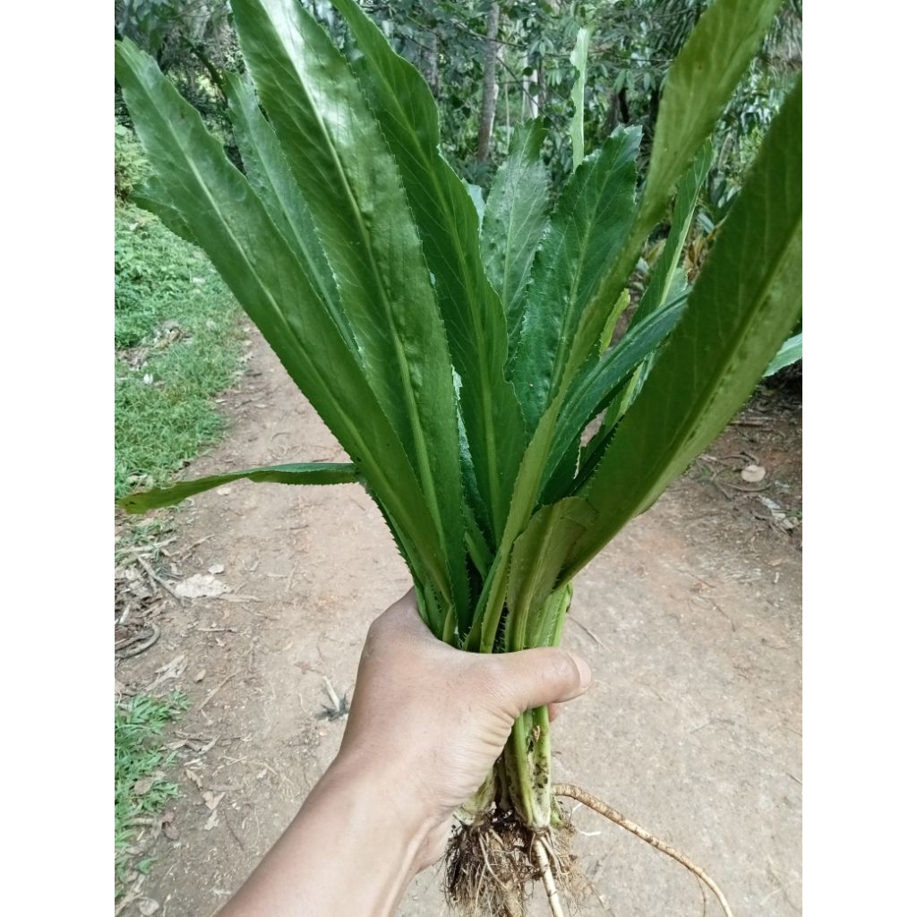 

Tanaman walangsangi/walang/walang sangi