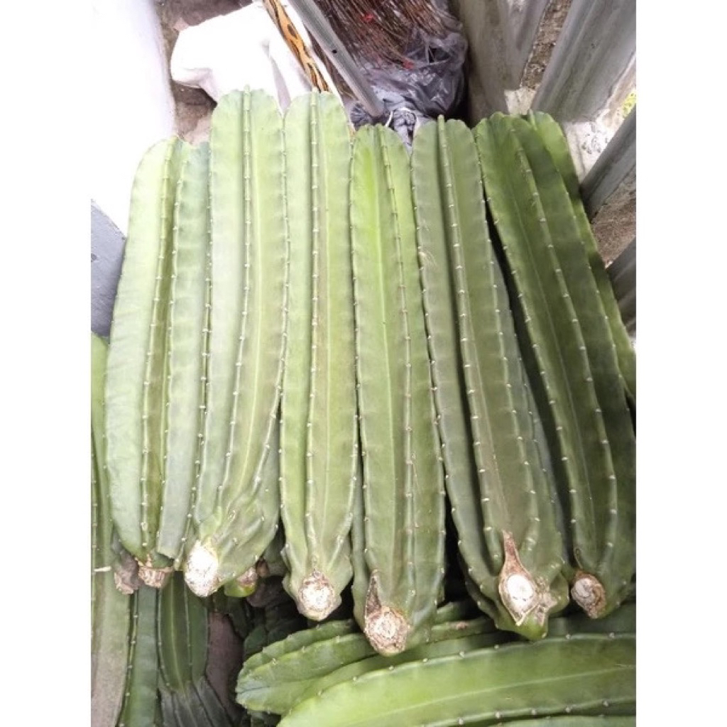 kaktus koboi besar // Kaktus koboi tanpa duri // kaktus koboi