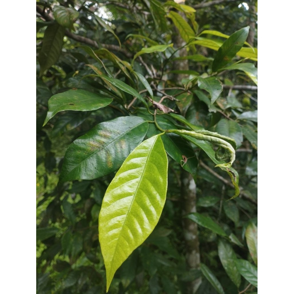 

Daun pala ( 500 gr )