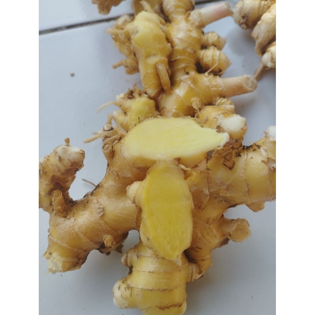 

Lempuyang segar ( 1 kg )