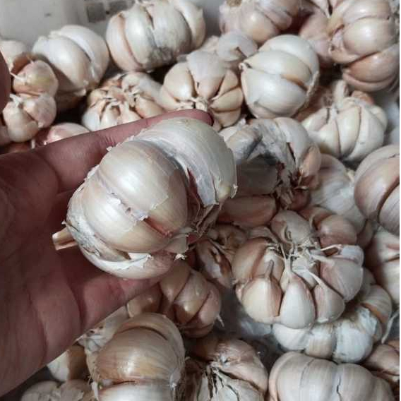 

BAWANG PUTIH SINCO MURAH BAGUS BERSIH FRESH GARING 1KG