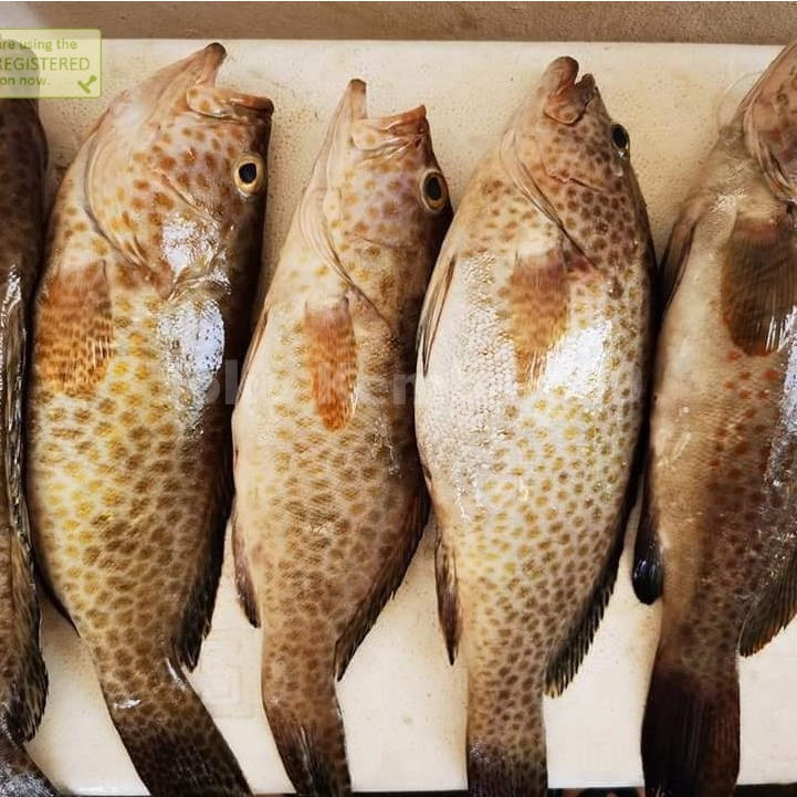 

Ikan Kerapu Totol Ikan Kerapu Segar 1Kg