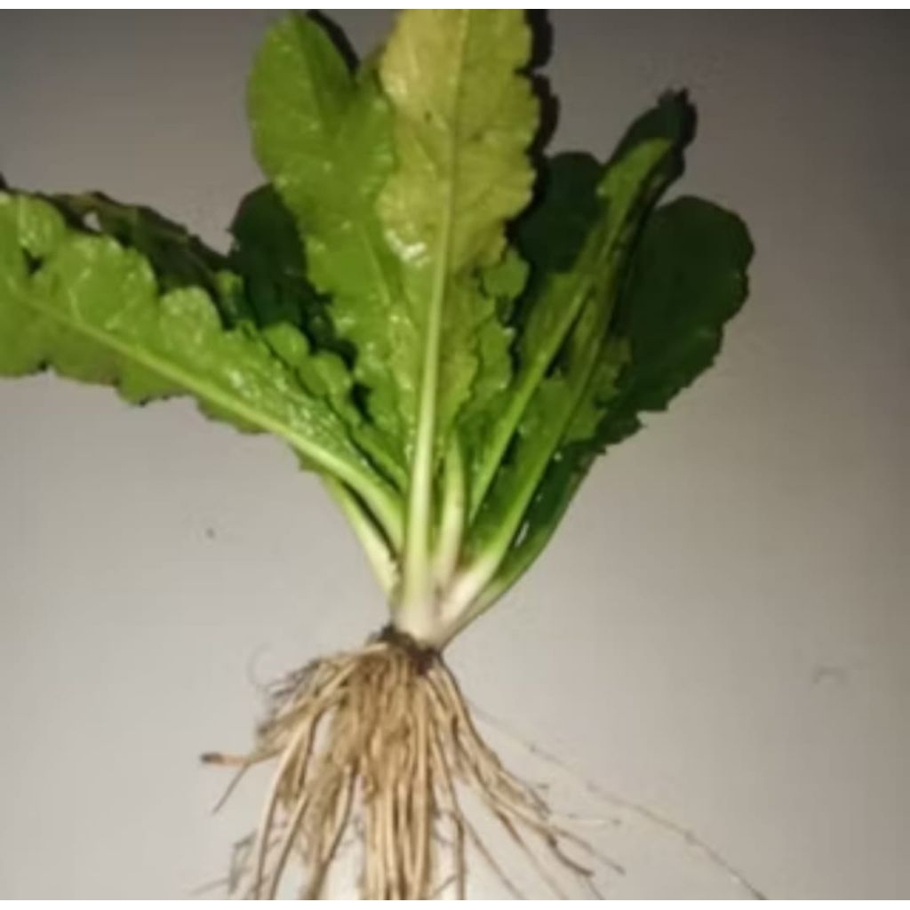 

DAUN TAPAK LIMAN KEMASAN 1KG