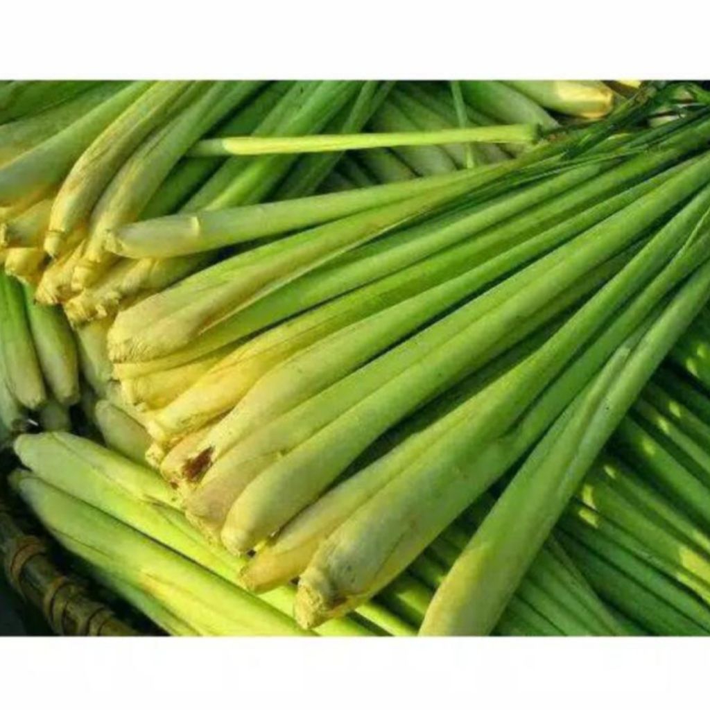 

Sereh hijau 15 barang sudah bersih dari akar dan tanam