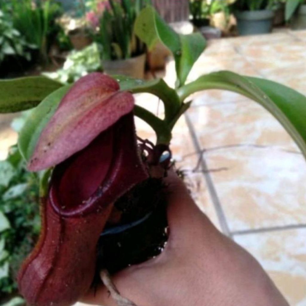 Kantong semar Nephantes langka
