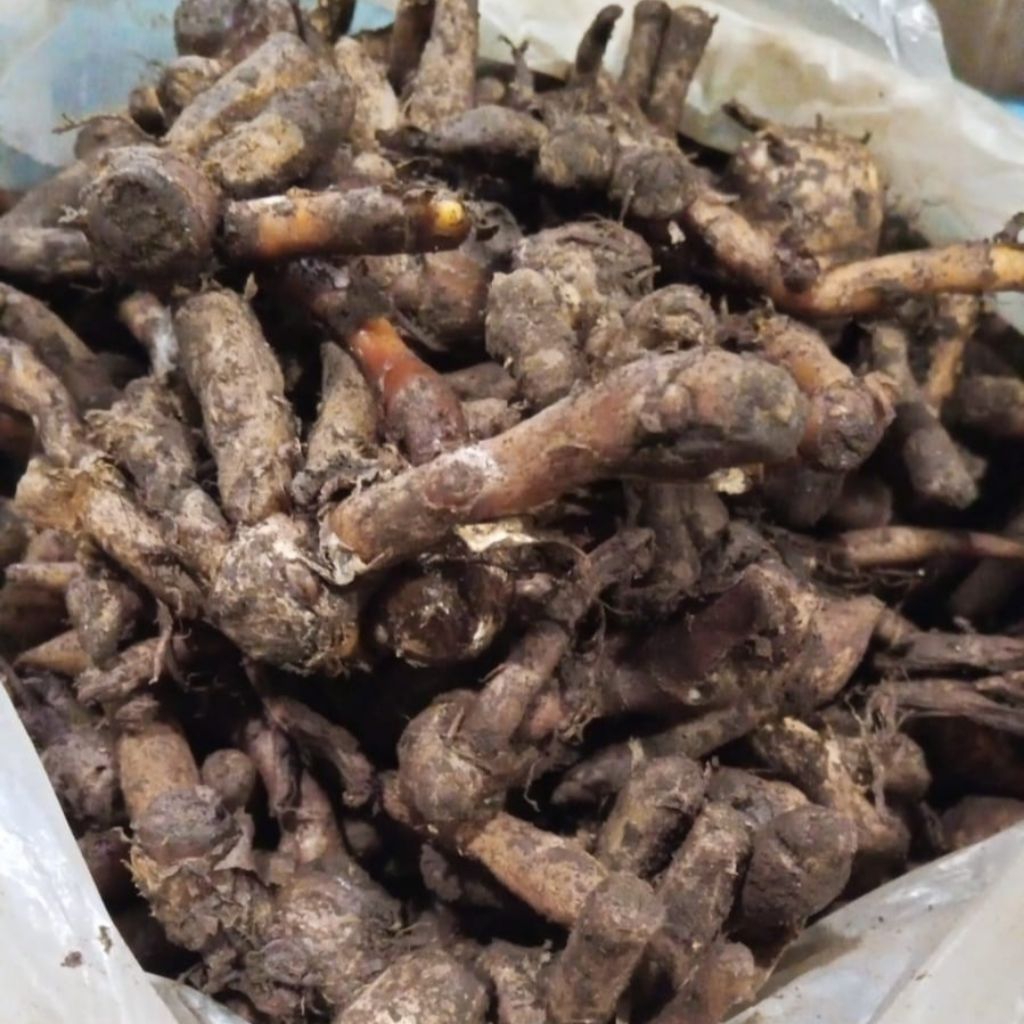 

Temu Kunci Bumbu Tradisional – Rempah Asli Nusantara