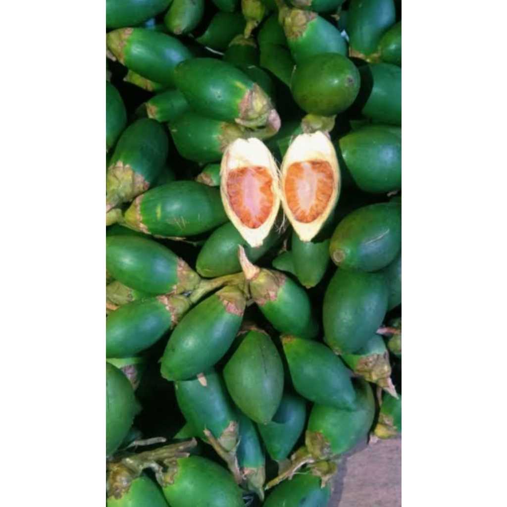 

COD / JAMBE PINANG MUDA SEGAR 1 KG /BUAH PINANG /JAMBE MUDA /PINANG MUDA