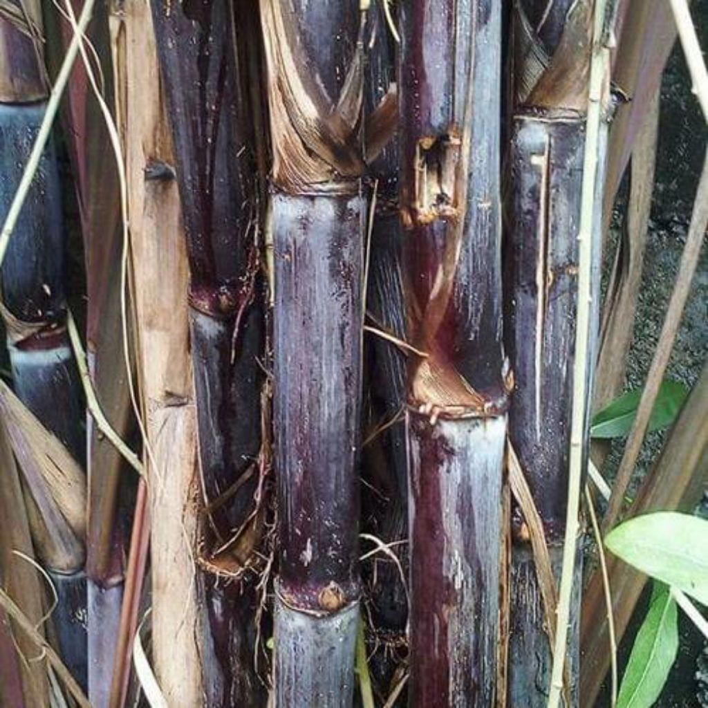 

Tebu wulung/ tebu hitam 40 cm