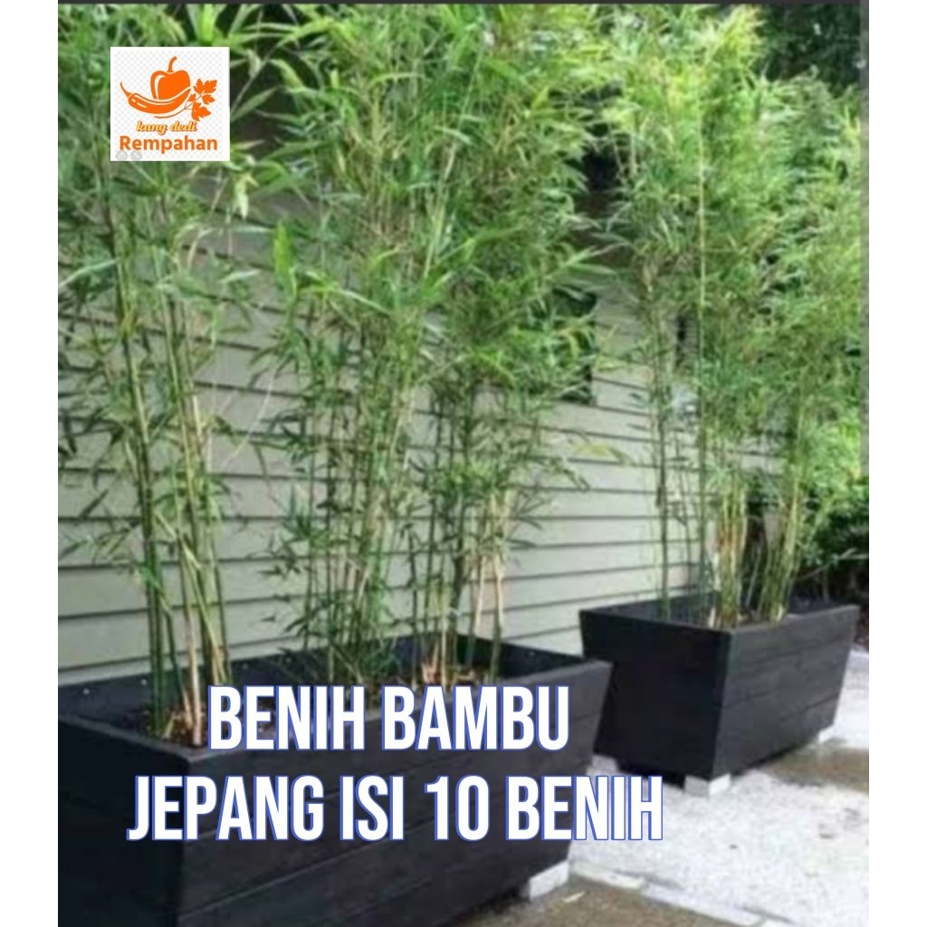 benih bambu jepang untuk pagar isi 10benih