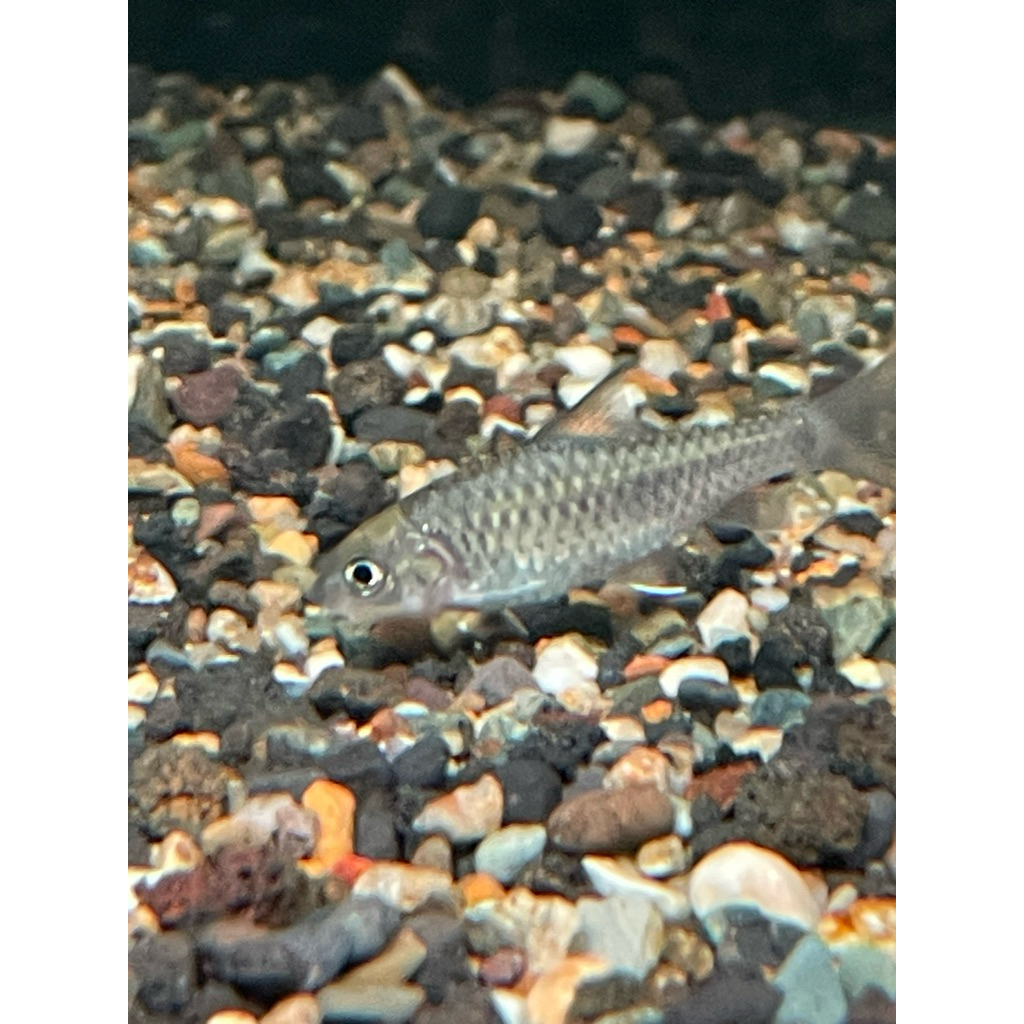 (stiker) Neo Soroides Malaysia Jackpot dari kelah merah 4-6 cm