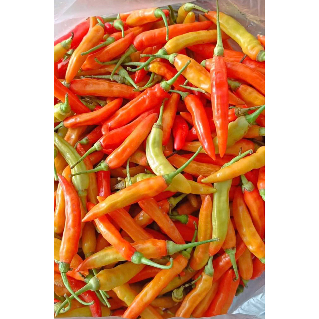 

CABAI SETAN / LOMBOK SETAN / CABE GALAK /CABAI GALAK