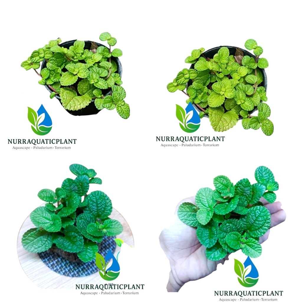 Peppermint "Creeping Charlie" Porsi Pot dan Wabikusa-Tanaman Hias Paludarium/Terrarium/Indoorplant