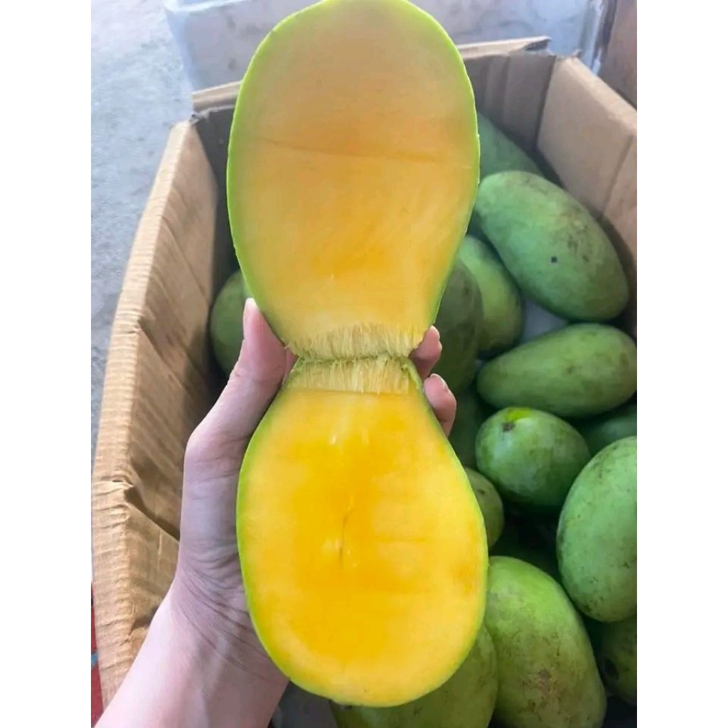 

Mangga Harum Manis JUMBO/Mangga Golden 1kg