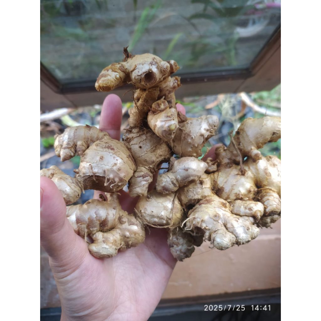 

JAHE EMPRIT SEGAR 1KG JAHE LOKAL