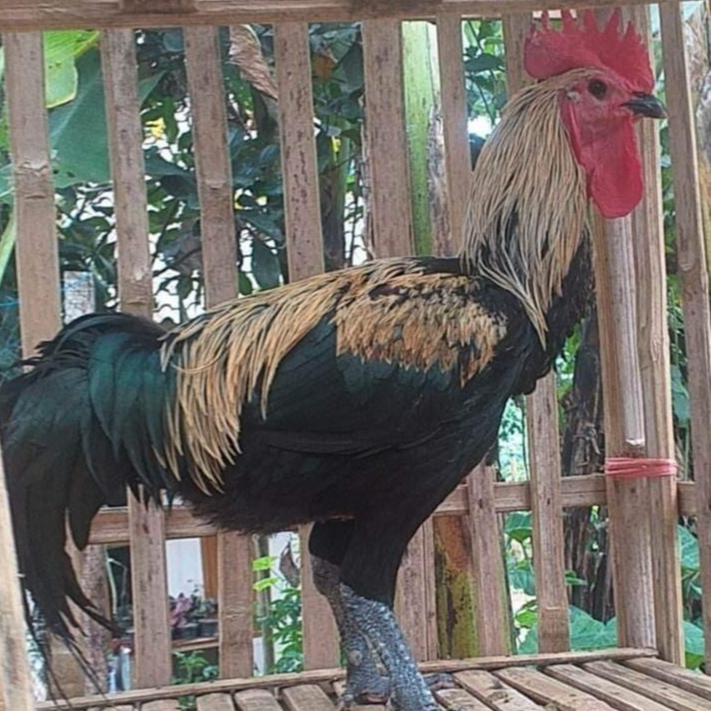 

Telur Ayam Pelung Jalak Emas Untuk Ditetaskan Fertil