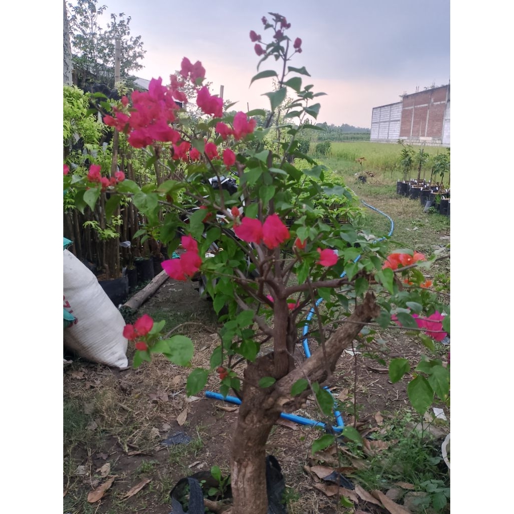 Bonsai Bougenville Bunga Kertas Batang Besar Bonggol