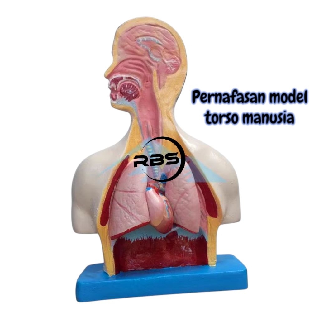 

PERNAFASAN MODEL TORSO PERNAFASAN MANUSIA