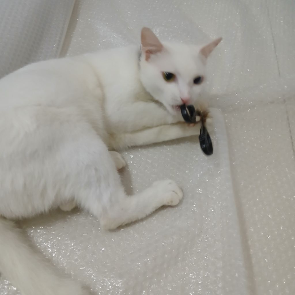 

Custom Kertas Cantik Gepeng 2KG